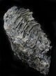 Mammoth Molar - South Carolina #26532-3